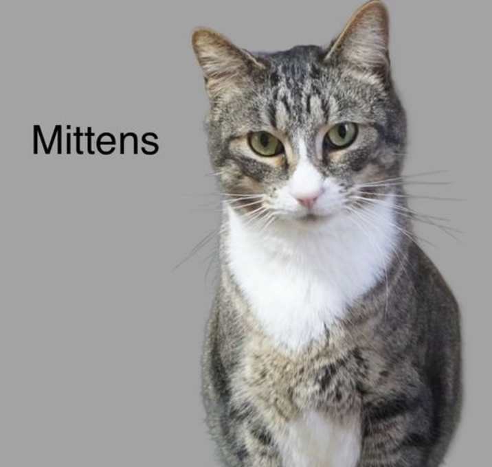 Photo of Mittens