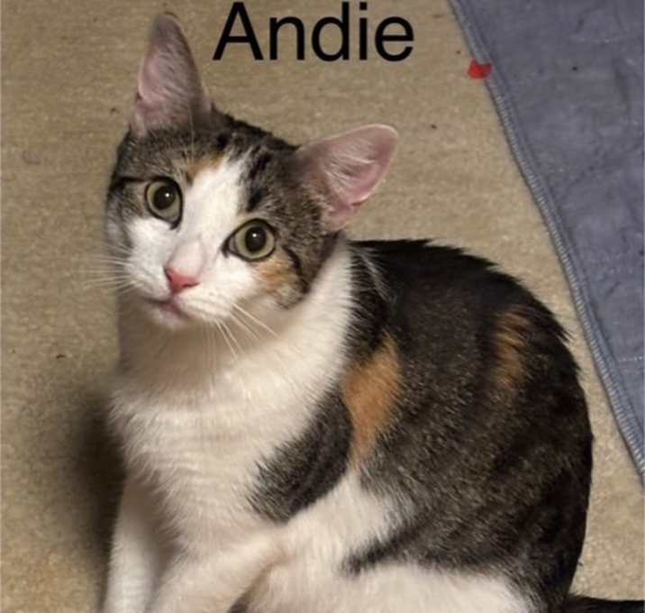 Photo of Andie