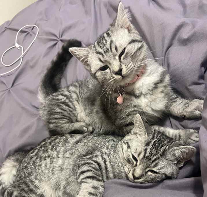 Photo of Cleo & Daisy