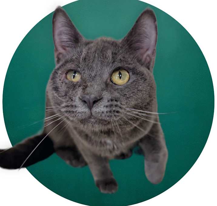 Photo of Rossi