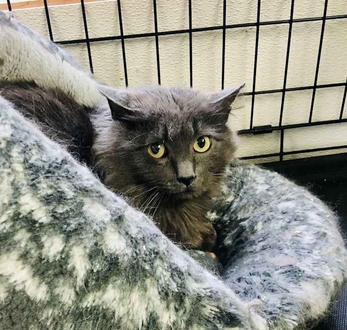 Photo of Atlas