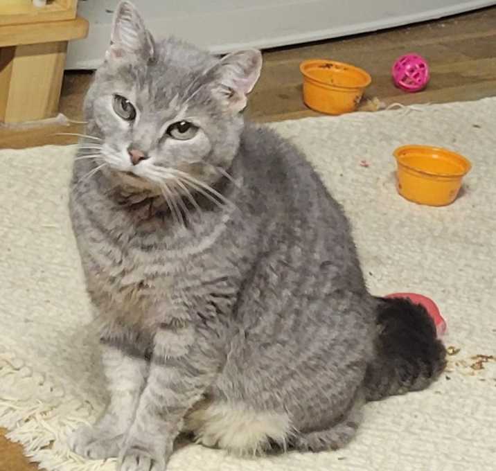 Photo of Annette Riddle -FeLV+ (only kitty!)