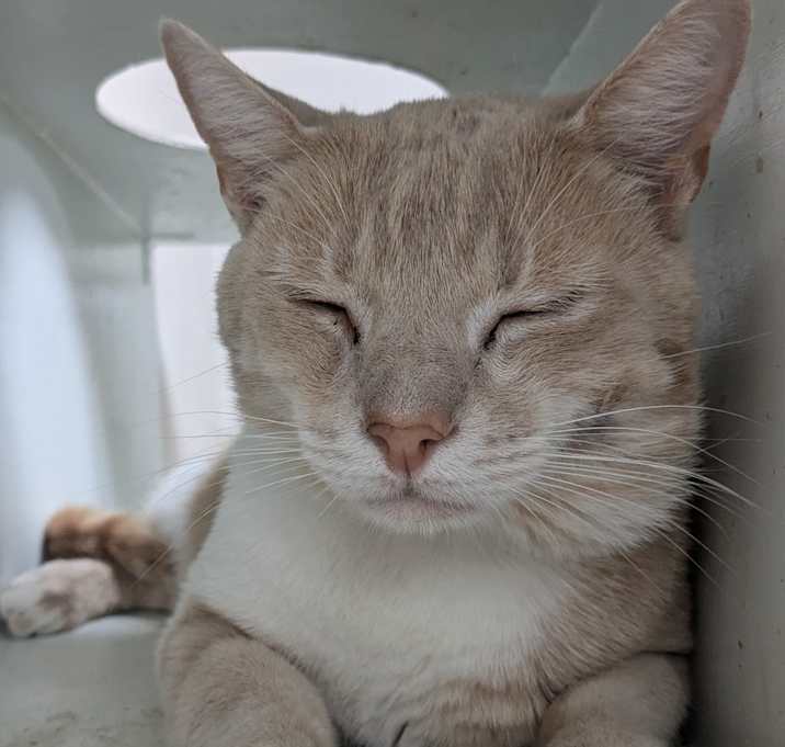 Photo of Chance