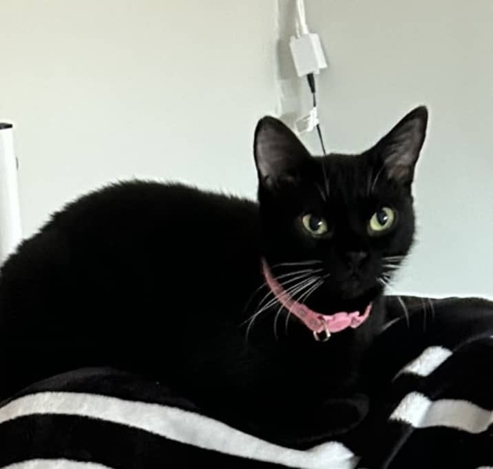 Photo of Luna