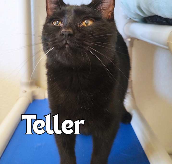 Photo of Teller