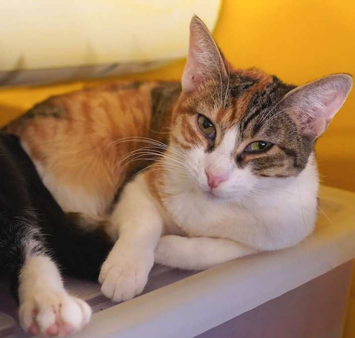 Photo of Fay