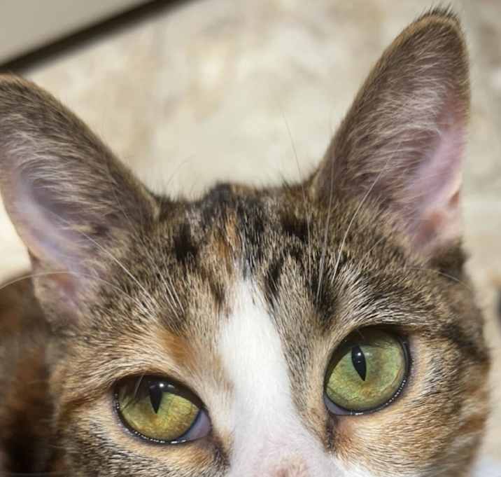 Photo of Indy