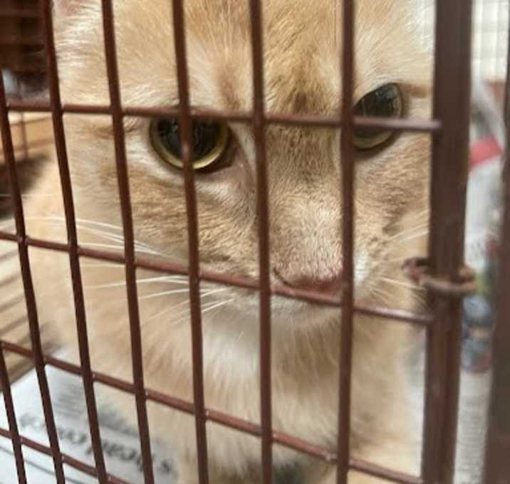 Photo of CHOWDER