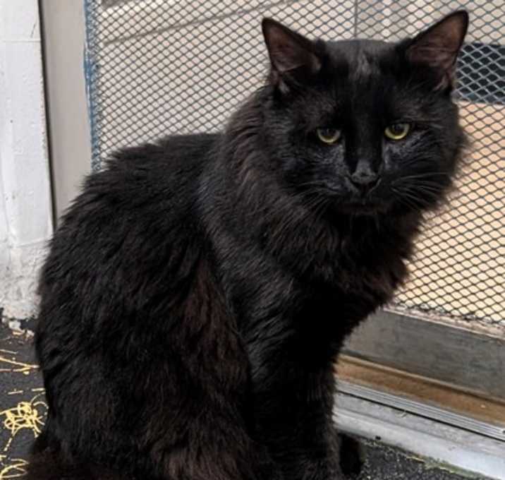 Photo of Animal