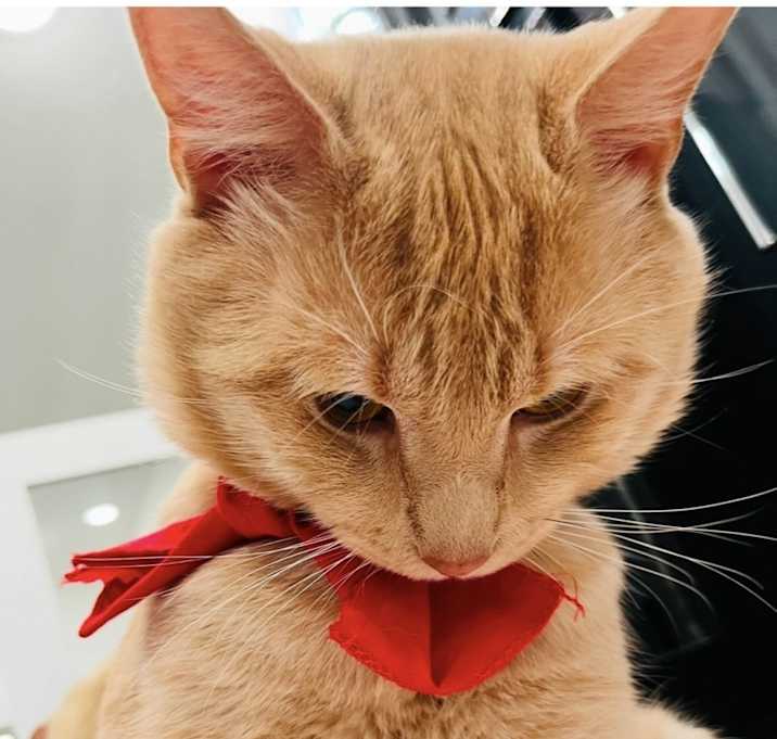 Photo of Pumpkin & Cuddles
