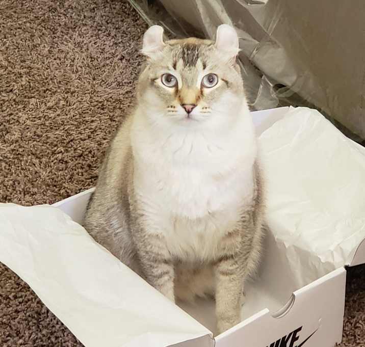 Photo of Bori