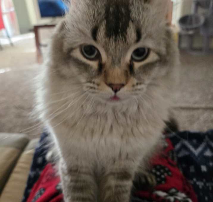 Photo of Dusty