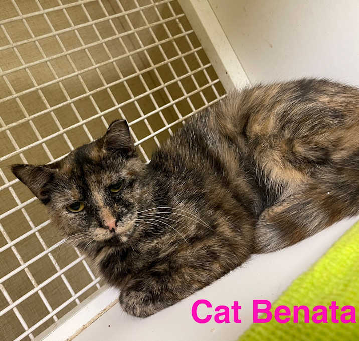 Photo of Cat Benatar