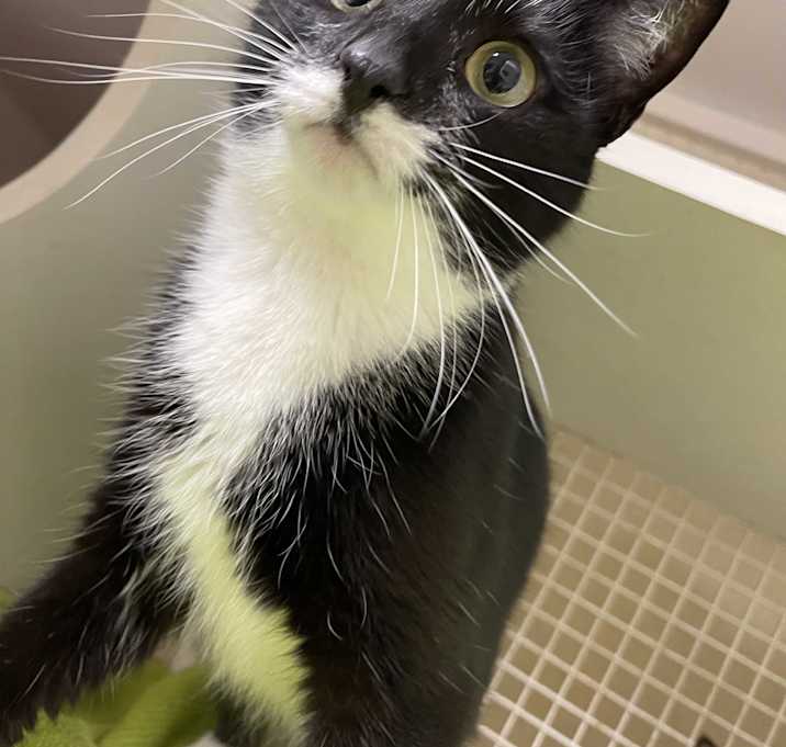 Photo of Mustachio