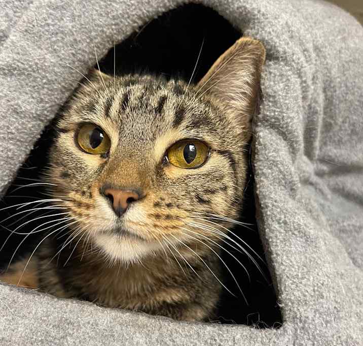 Photo of Rugbug