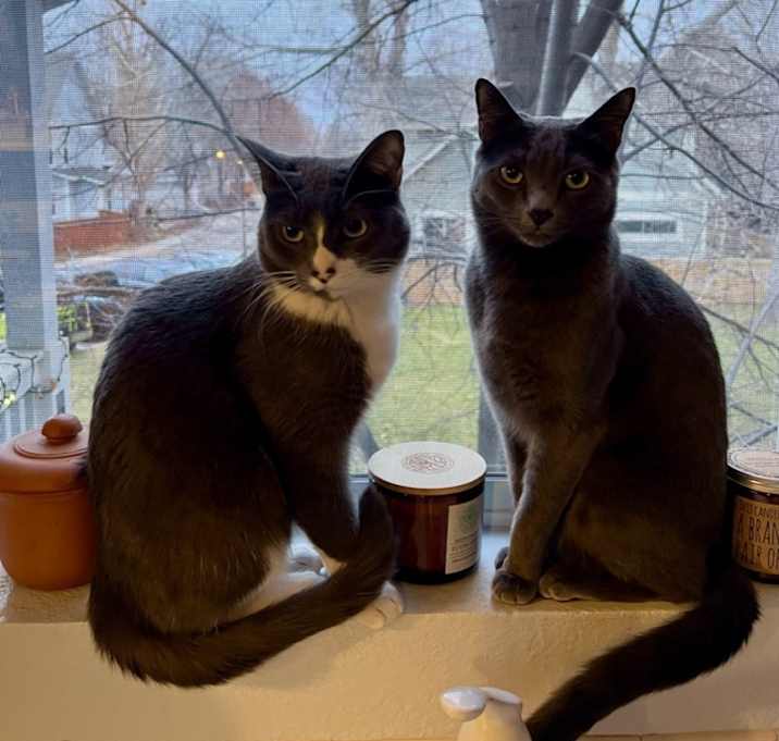 Photo of Kira and Kaly (2 cats)
