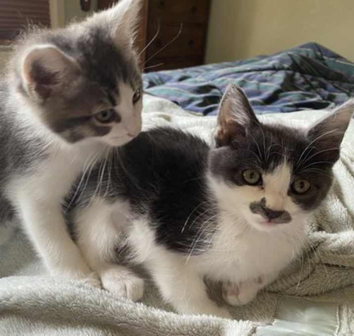 Photo of Mz Tash & Taz - bi-color babies