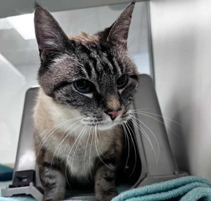 Photo of Squeaks 006018