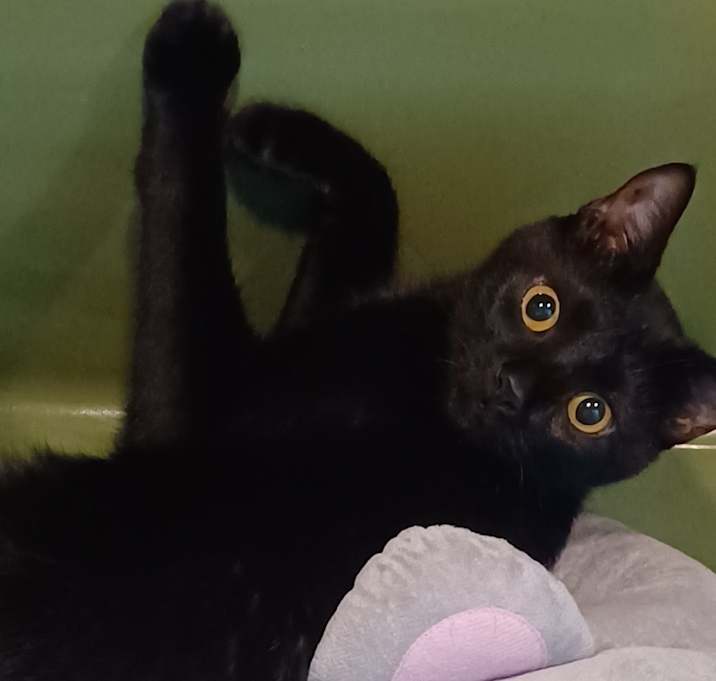 Photo of Crowley