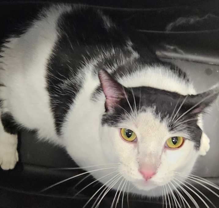 Photo of Scooter