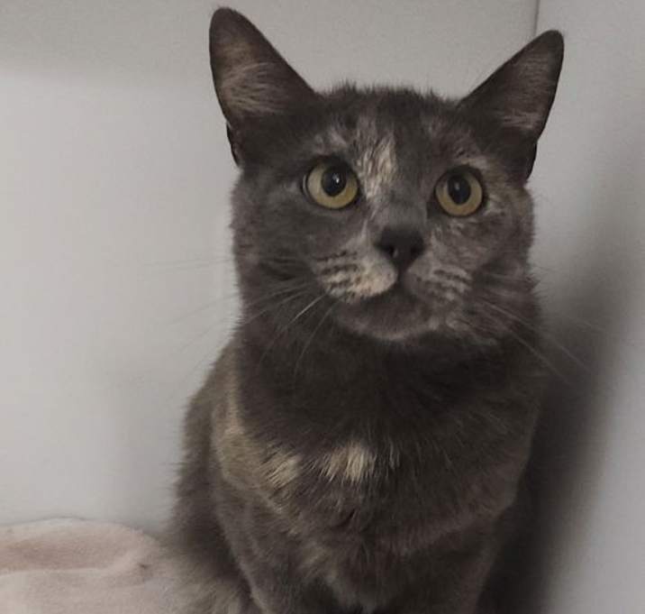 Photo of Savannah