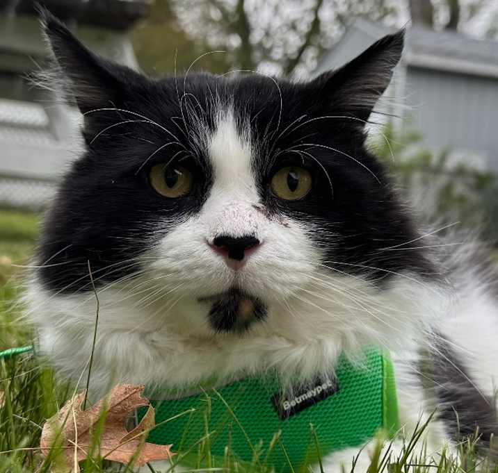 Photo of Wilson