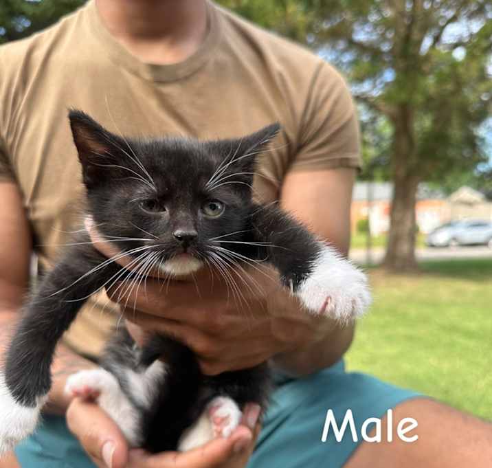 Photo of Kittens