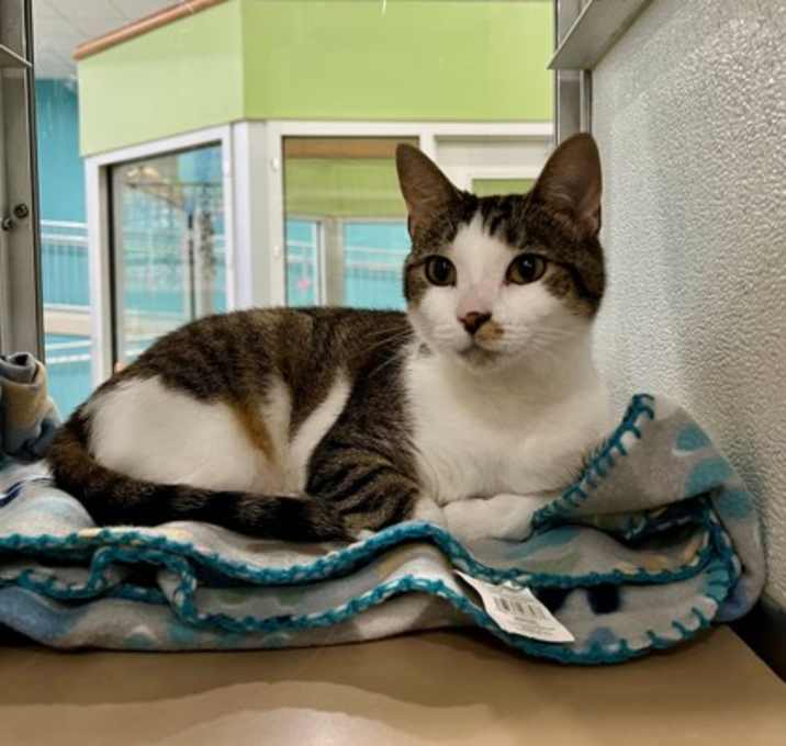 Photo of Mittens