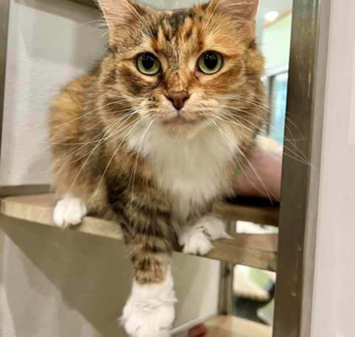 Photo of Caramel