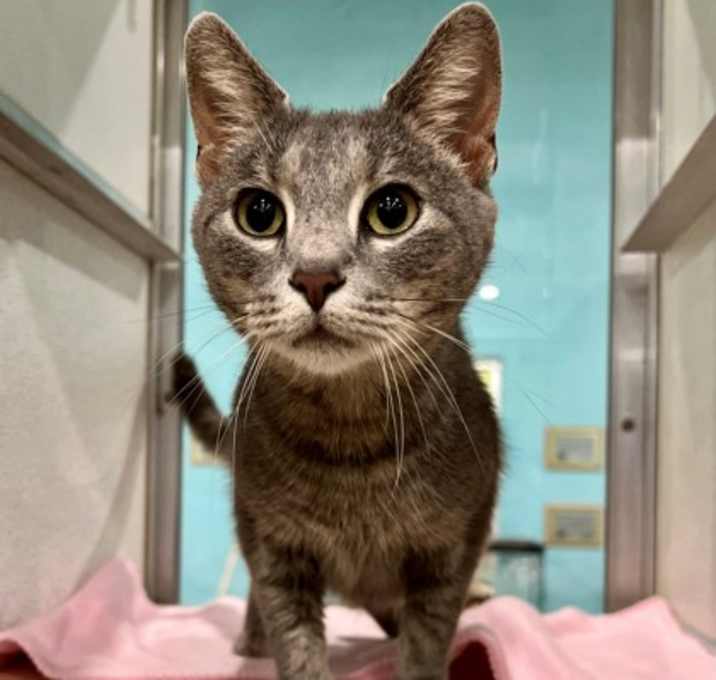 Photo of Wasabi