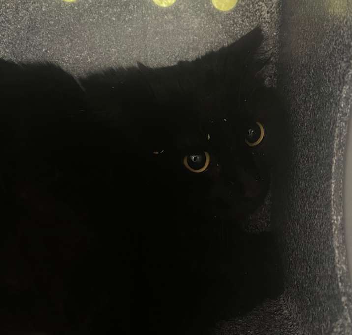 Photo of Fang