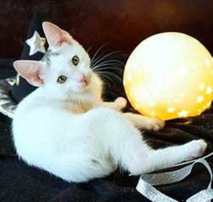 Photo of KITTEN WHIT