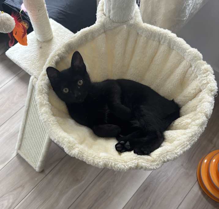 Photo of Binx