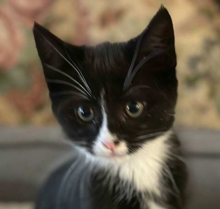 Photo of Blair