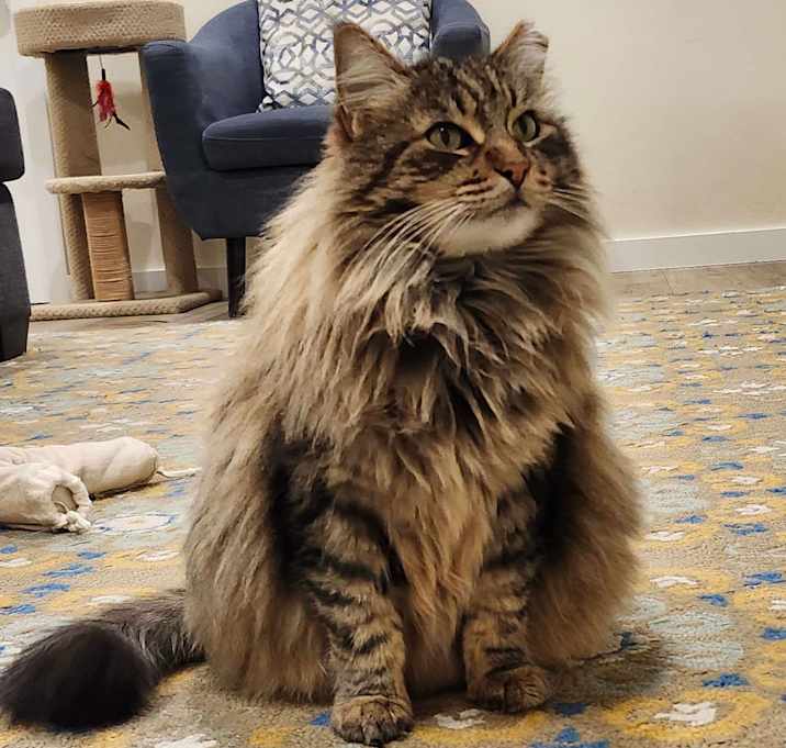 Photo of Fluffy