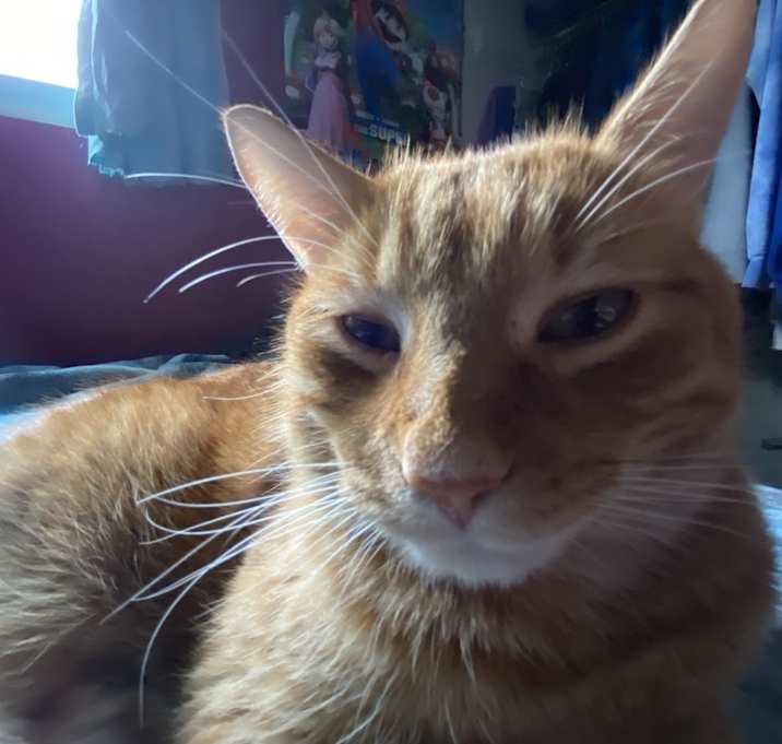 Photo of Cheeto