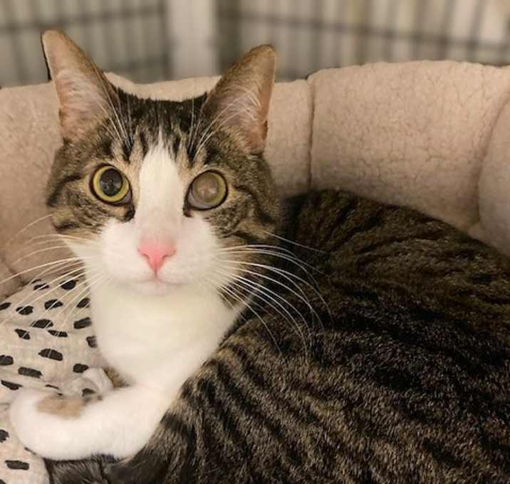 Photo of Smokey