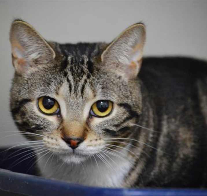 Photo of VALENTINE