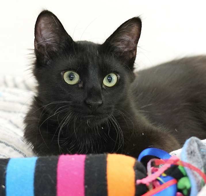 Photo of Ziggy