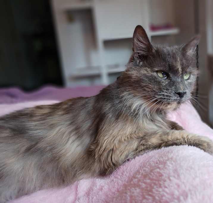 Photo of Hattie