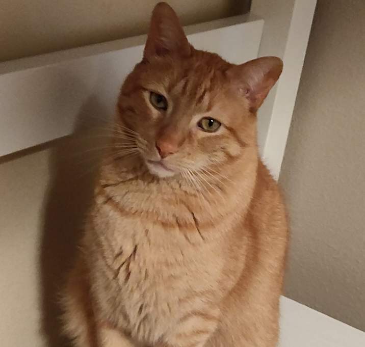 Photo of Corby
