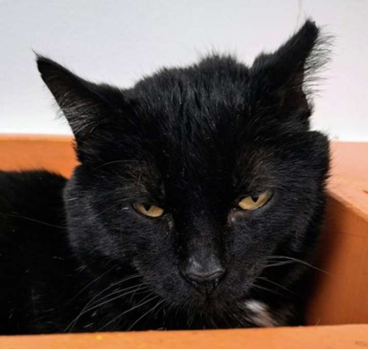 Photo of Cinder