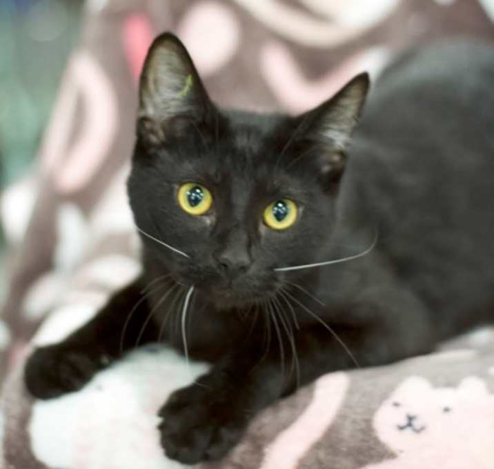 Photo of Loki