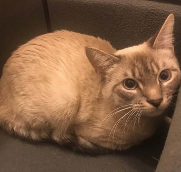Photo of Louie