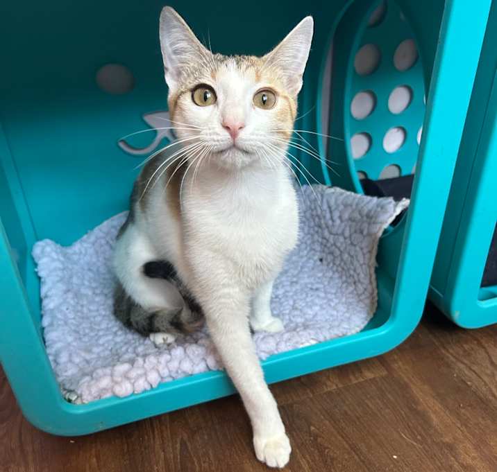 Photo of Peaches