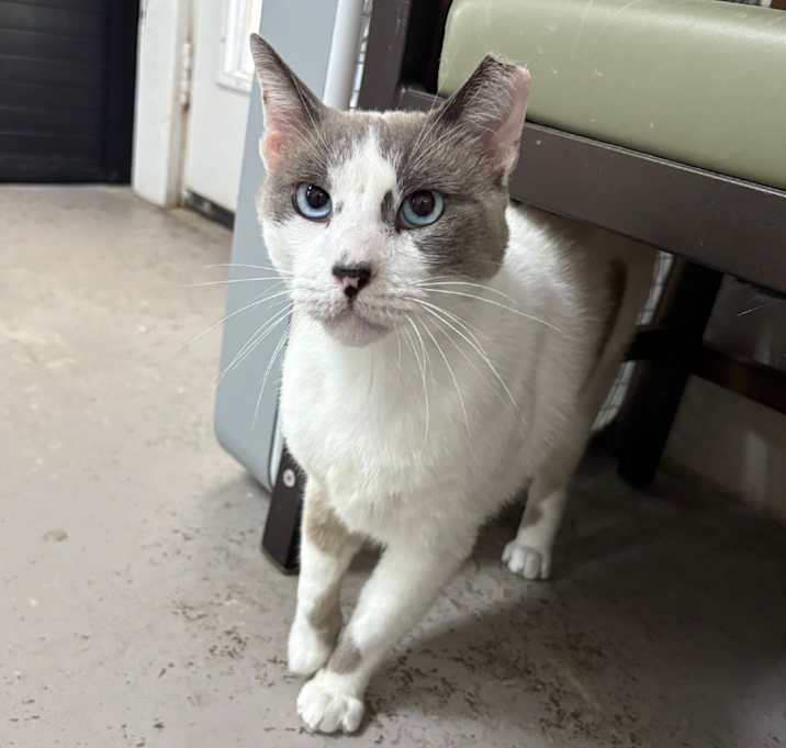 Photo of Felix