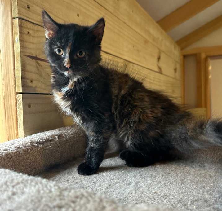 Photo of Snickers