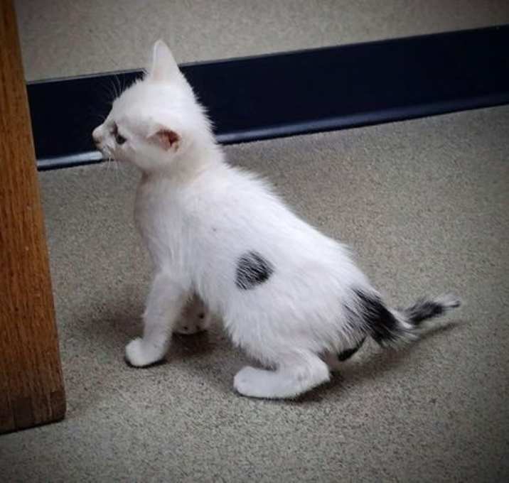 Photo of Rachel kitten 3