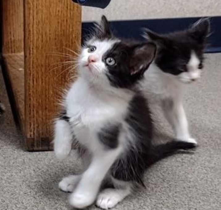 Photo of Rachel kitten 2