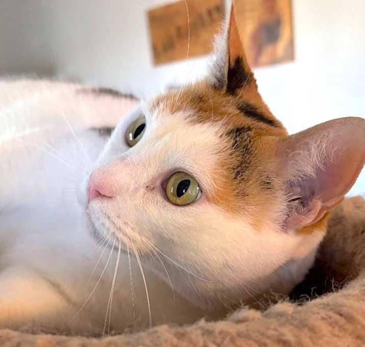 Photo of ASIA
